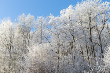 Beautiful winter landscape with ice covered trees, and blue sky