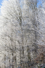 Beautiful winter landscape with ice covered trees, and blue sky