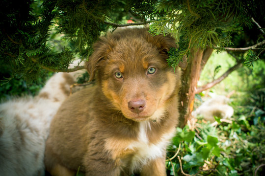 945 Best Berger Australien Images Stock Photos Vectors Adobe Stock