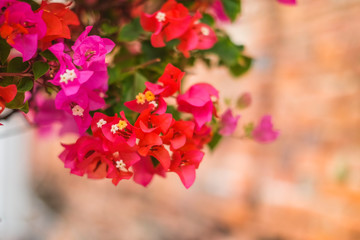 The beautiful Bougainvillea Flowers blooming in the garden.