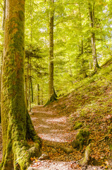 Noiraigue, Dorf, Areuseschlucht, Schlucht, Val de Travers, Jura, Wald, Waldweg, Wanderweg, Naturweg, Moos, Herbstfarben, Herbst, Schweiz