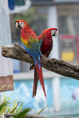 Beautiful Scarlet Macaw