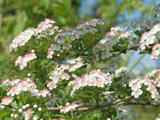 Weißdorn, Crataegus, Blüten