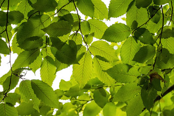 Fototapeta na wymiar Vivid green leaves