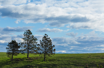 Fototapeta na wymiar pine trees on the hill