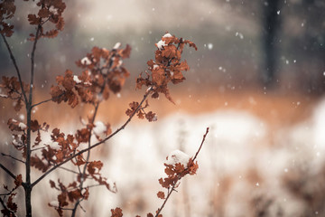 Winter landscape. Brown dry oak leaves on the branch in winter forest.