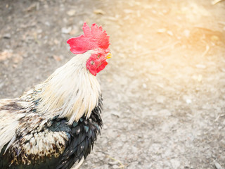 One old chicken with red cockscomb standing outdoor
