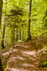 Noiraigue, Areuseschlucht, Schlucht, Val de Travers, Jura, Wald, Waldweg, Naturweg, Wanderweg, Wanderferien, Herbst, Schweiz