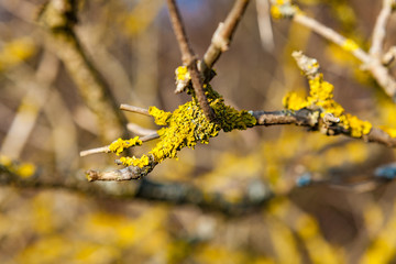 view of a tree with moss