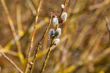 view of a tree in the spring