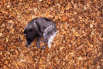 Old stray dog in pile of fallen autumn leaves