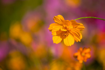 Beautiful Cosmos flowers.