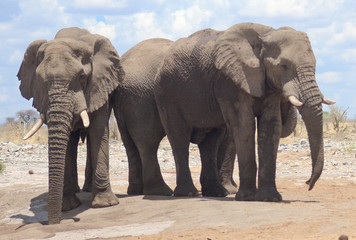 Fototapeta na wymiar elephants in Africa