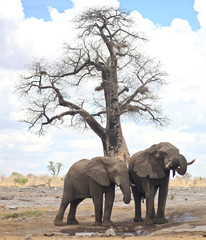 Naklejka na ściany i meble elephants in Africa