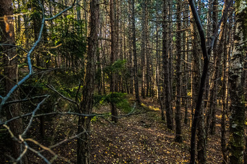 Naklejka premium Wald im Spätsommer