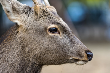 Sika Deer  in Nara Park in Japan