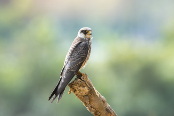 Female Amur falcon (Falco amurensis) Very Rare Passage Migrant