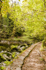 Noiraigue, Areuse, Fluss, Schlucht, Areuseschlucht, Val de Travers, Jura, Wanderweg, Waldweg, Wald, Herbst, Herbstwanderung, Schweiz