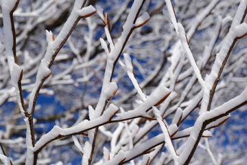 Eingeschneite und vereiste Äste und Triebe