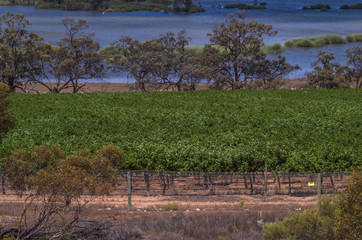 Vineyard cultivation in rural South Australia is  well suited to the temperate climate in the region