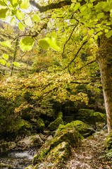 Noiraigue, Areuse, Fluss, Areuseschlucht, Schlucht, Val de Travers, Jura, Wanderweg, Waldweg, Wald, Herbstfarben, Herbst, Schweiz