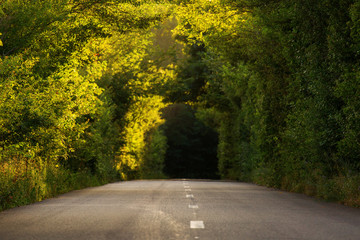Obraz premium road trough the green forest