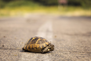 little turtle on the road