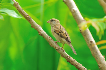 House Sparrow (Passer domesticus) female