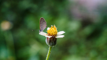 A butterfly and a flower 