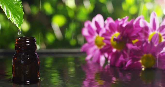 blend of essential oils with water drops, scents and aromas in aromatherapy for wellness and spa. concept of beauty. fragrant essential oil. essence drops fall from a leaf into pool in wellness center