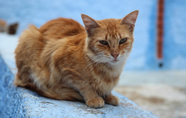 ginger cat,Marocco