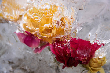 Róże w lodzie