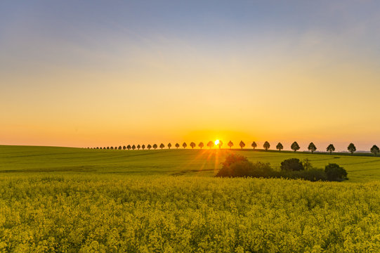 field of blooming yellow flowers of rape