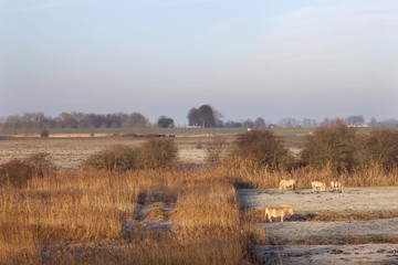 horses in wintry meadow in floodplains of river Lek near Vianen