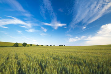 Obraz na płótnie Canvas Spring, green field, blue sky, white clouds drifting across the