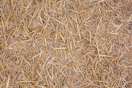 Gehäckseltes Stroh aus Getreideernte auf Boden als Hintergrund