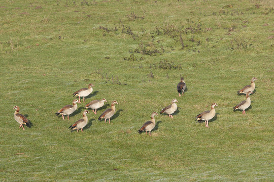 egyptiqan geese in green grassy meadow in the netherlands