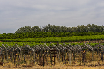 Vineyard cultivation in rural South Australia is  well suited to the temperate climate in the region