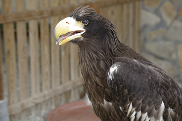 Young Steller's sea eagle (Haliaeetus pelagicus)