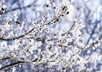 Snowflakes covered tree branch . Blurred background of winter.
