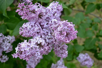 Lilac gentle colors
