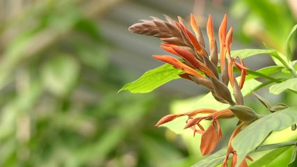 Search photos acanthaceae