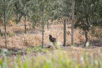 Fototapeta premium perdiz no olival