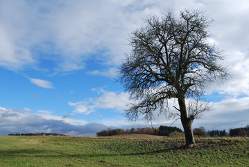 Fototapeta na wymiar landscape, tree, heaven, clouds