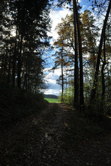 a way througt the forest