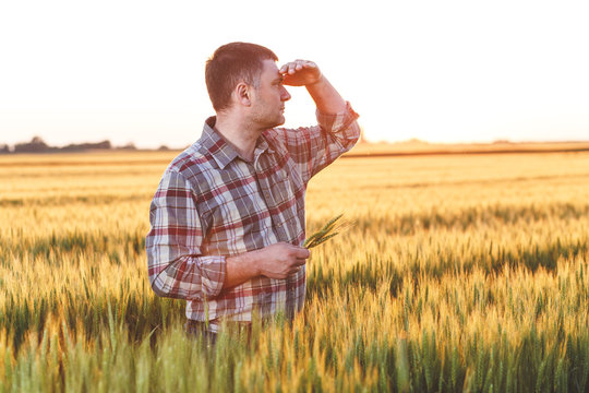 Young farmer in a field examining wheat crop at sunset. He looks into the distance.