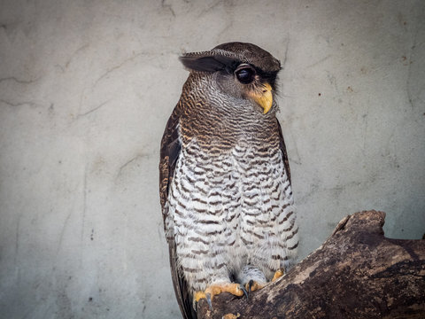 The barred eagle-owl Bubo sumatranus 