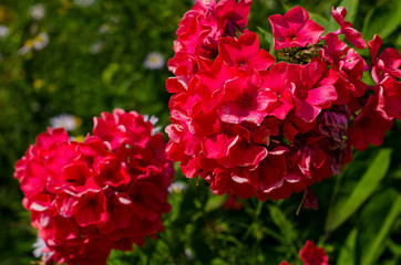 Bright flowers of Phlox on the background of greenery.