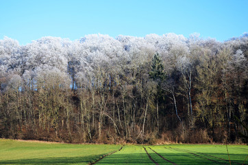 Half-frozen forest in south of germany, in a valley of the Rot, a small river next to the Danube