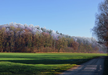 Half-frozen forest in south of germany, in a valley of the Rot, a small river next to the Danube